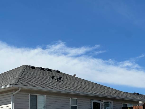Best Roof Moss and Algae Removal  in River Ridge, FL